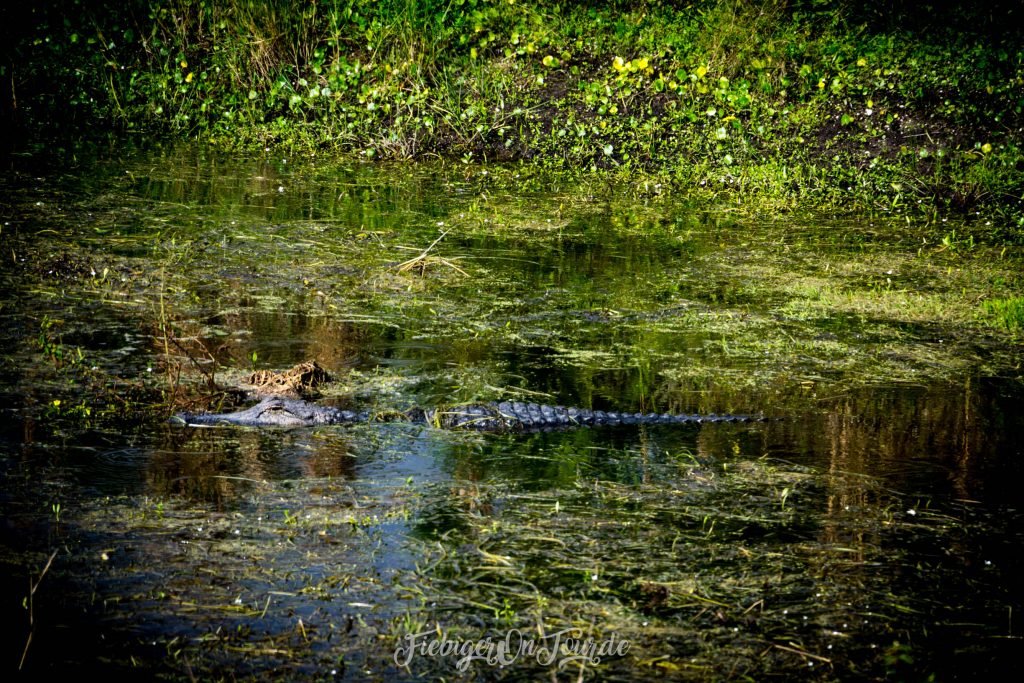 Alligator im Kennedy Space Center